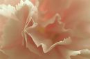 Ref: FL0016 - Carnation
